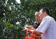琼中绿橙展现了优良的品质，吸引游客们聚集在此。